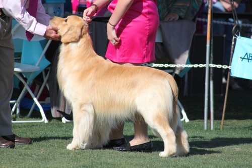 Shammy and April 13 dog show 150