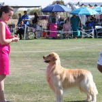 Shammy and April 13 dog show 184