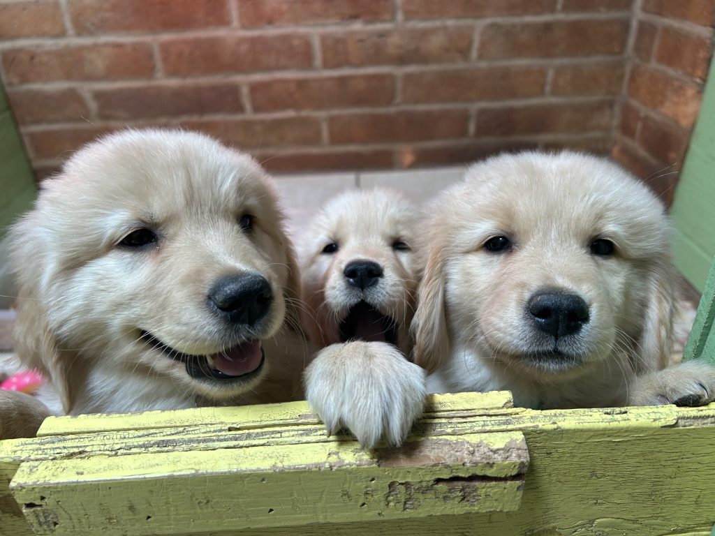 We have two girls and one boy available!